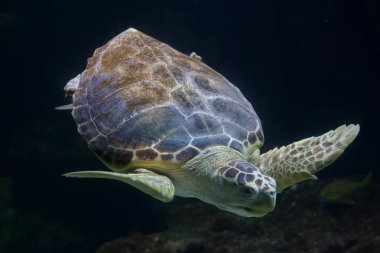 Deniz kaplumbağası (Caretta caretta)