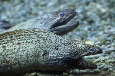 Akdeniz moray (Muraena Helena)