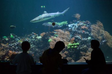 Siyah uçlu resif köpek balığı (Carcharhinus melanopterus)