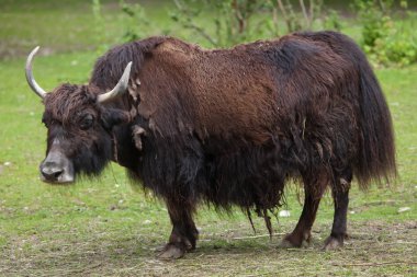 Yerli yak (Bos grunniens).