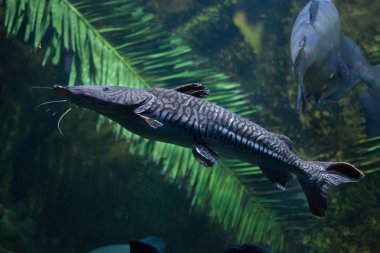 Kaplan sorubim (Pseudoplatystoma tigrinum)