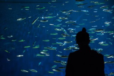 Avrupa sardalya (Sardina pilchardus).