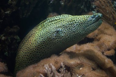 Bağcıklı moray (Gymnothorax favagineus)