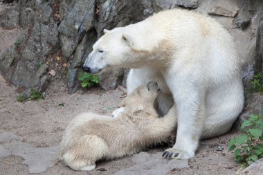 kutup ayısı (ursus maritimus).