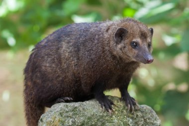 Genel Kusimanse (Crossarchus obscurus)