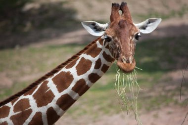 Reticulated giraffe (Giraffa camelopardalis reticulata). clipart