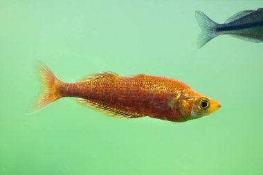 Kırmızı rainbowfish (Glossolepis incisus)