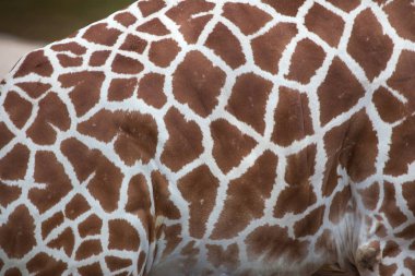 Retiküle zürafa (zürafa zürafa reticulata).