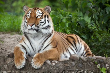 Sibirya Kaplanı (PANTHERA TIGRIS ALTAICA)
