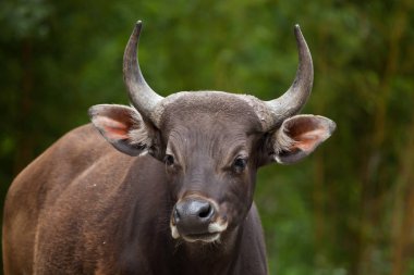 Javan banteng (Bos javanicus)