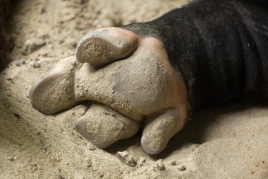 Toynak Malaya tapiri 
