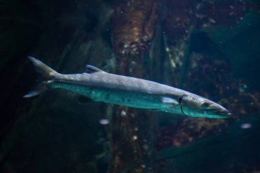 Büyük barracuda (Sphyraena barracuda)
