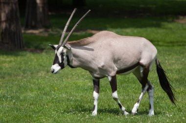 Gemsbok (Oryx gazella gazella)
