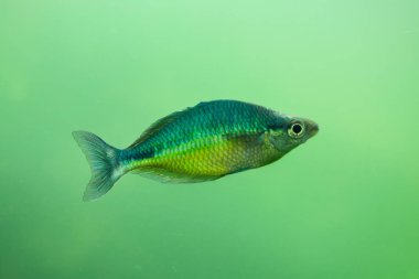Yeni Gine rainbowfish