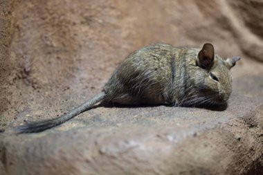 Degu (Octodon degus).