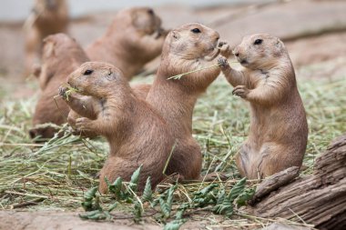 Black-tailed prairie dogs  clipart