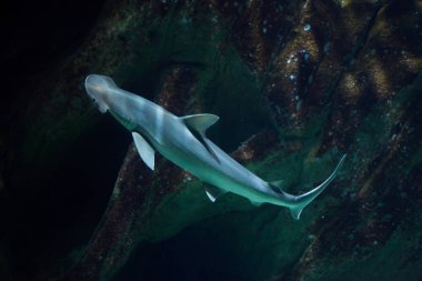Bonnethead köpek balığı (Sphyrna tiburo)