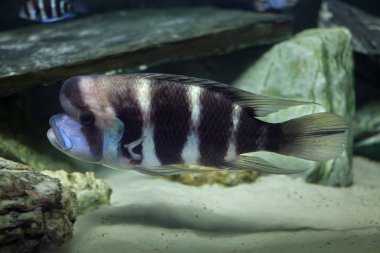 Frontosa (Cyphotilapia frontosa).