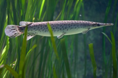 Benekli Gar (Lepisosteus Oculatus).
