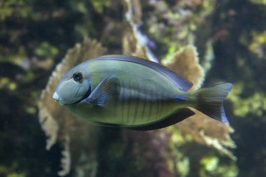 Doctorfish (Acanthurus chirurgus)