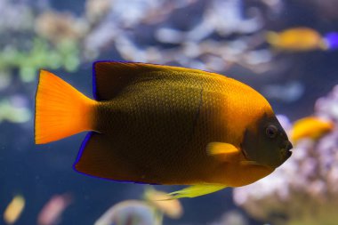 Clarion melek balığı (Holacanthus clarionensis).