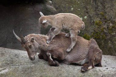 Alp dağ keçisi (Capra ibex dağ keçisi).
