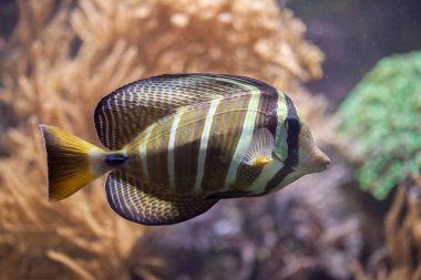Sailfin tang (Zebrasoma veliferum).