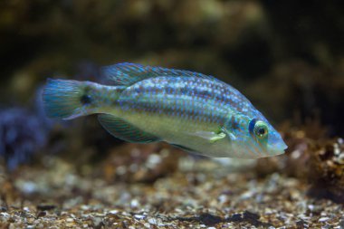 Corkwing wrasse (Symphodus melops).