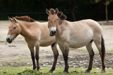 Przewalski's at (equus ferus przewalskii)