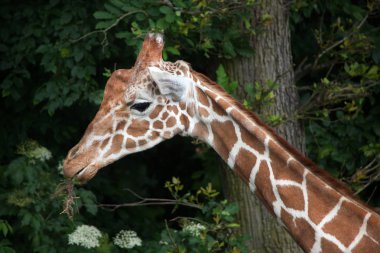 Retiküle zürafa (zürafa zürafa reticulata).