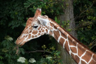 Reticulated giraffe (Giraffa camelopardalis reticulata). clipart