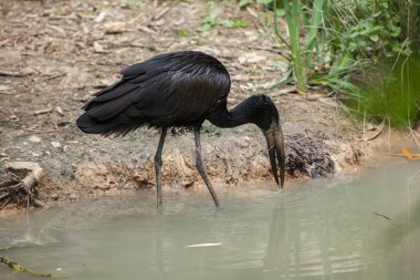 Afrika openbill (Anastomus lamelligerus).
