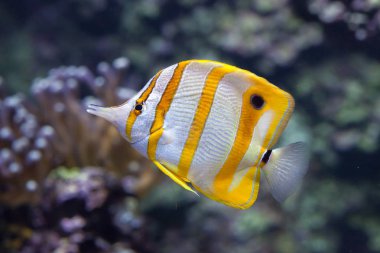 Copperband butterflyfish (chelmon rostratus'u).