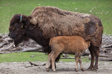 Wood bison (Bison bison athabascae). clipart