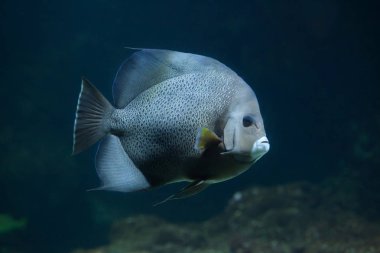 Gri melek balığı (Pomacanthus arcuatus).