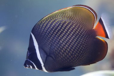 Kırmızı kuyruklu butterflyfish (Chaetodon collare)