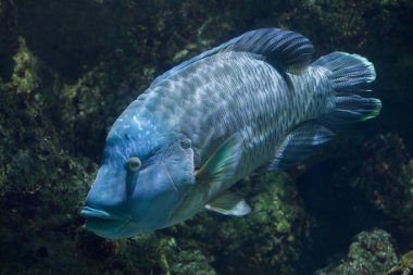 Humphead Wrasse (Cheilinus undulatus).