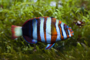 Palyaço tuskfish (Choerodon fasciatus).