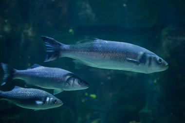 Avrupa levrek (Dicentrarchus labrax)