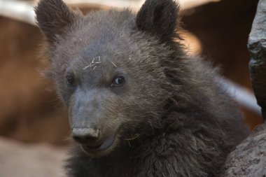Kamchatka brown bear  clipart