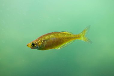 Kırmızı rainbowfish (Glossolepis incisus)