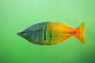 Boeseman'ın rainbowfish (Melanotaenia boesemani).