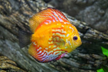 Kırmızı discus (Symphysodon discus).