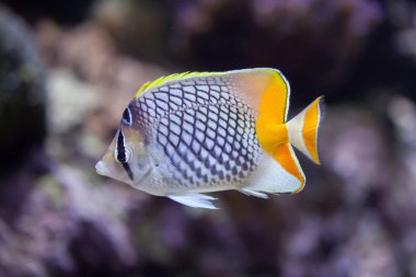Pearlscale butterflyfish (Chaetodon xanthurus) clipart