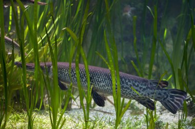 Shortnose Gar (Lepisosteus platostomus).