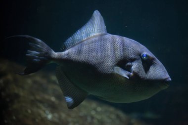 Gri triggerfish (Balistes capriscus). 