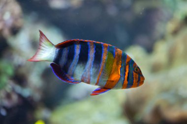 Palyaço tuskfish (Choerodon fasciatus).