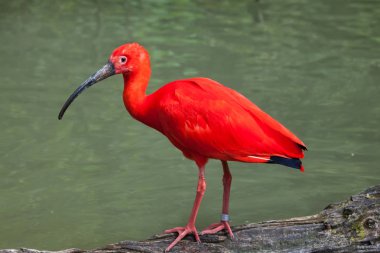 Scarlet ibis (Eudocimus ruber).  clipart
