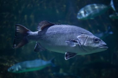 Atlantik wreckfish (Polyprion americanus).