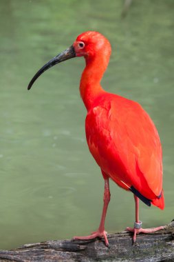 Scarlet ibis (Eudocimus ruber).  clipart